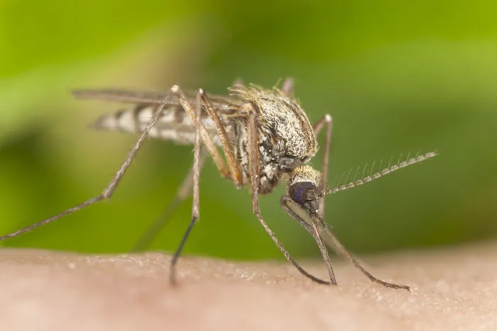 Mosquito Squad of the Triad Picture 10