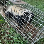 Carolina Wildlife & Pest