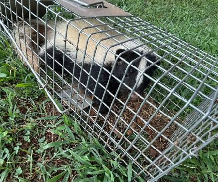 Carolina Wildlife & Pest