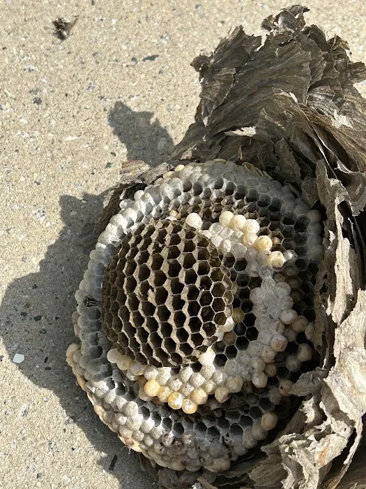 Ray's Pest Control and Wildlife Removal Picture 7