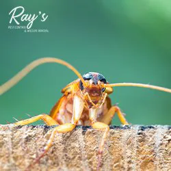 Ray's Pest Control and Wildlife Removal Picture 8