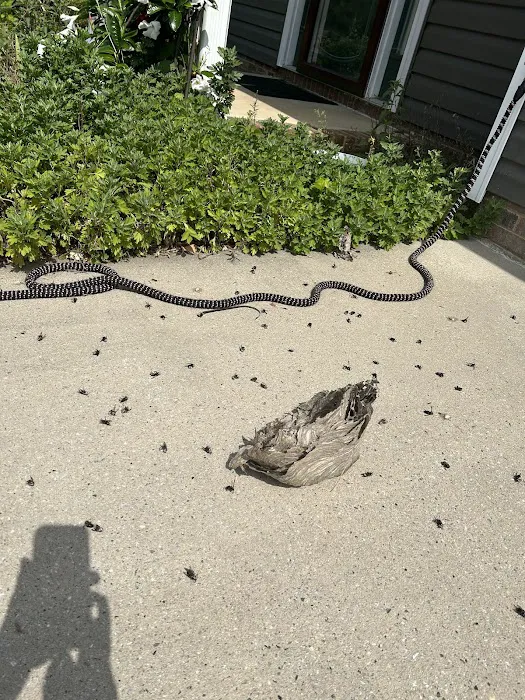 Ray's Pest Control and Wildlife Removal Picture 4