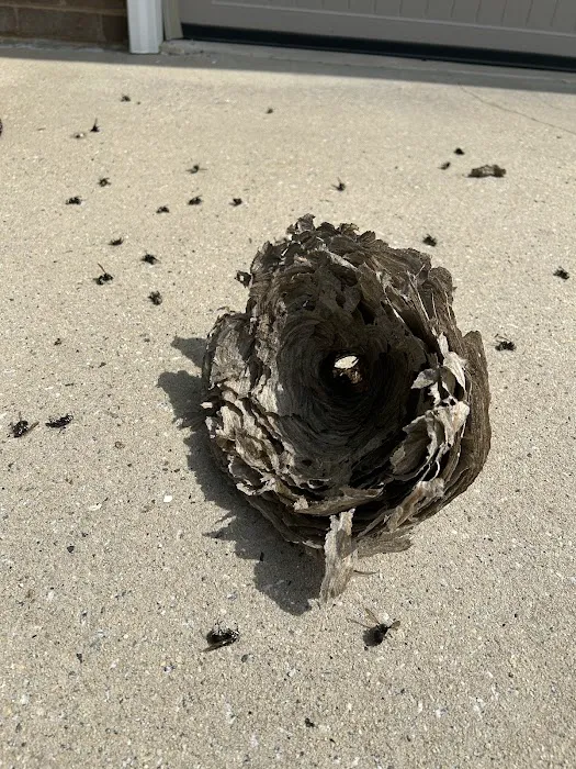 Ray's Pest Control and Wildlife Removal Picture 10