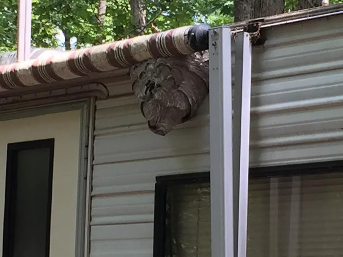 Pest-X Exterminating Picture 8