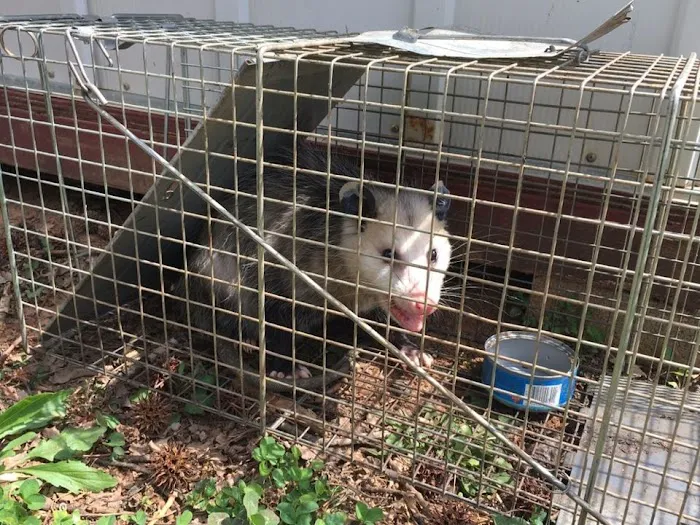 Pest-X Exterminating Picture 3