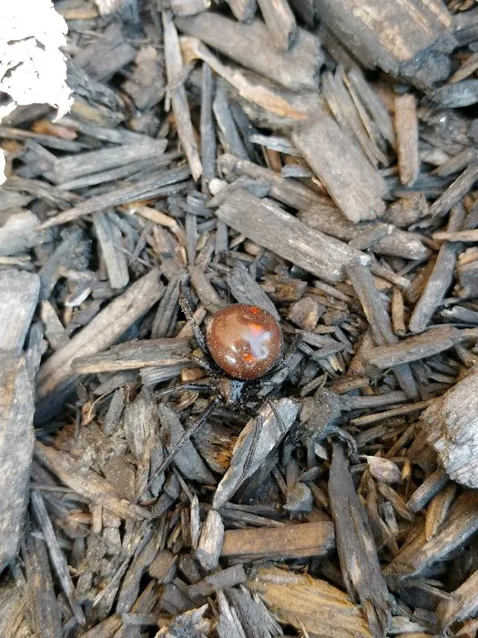 Pest-X Exterminating Picture 9