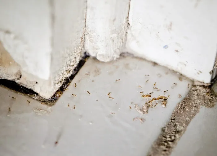 Bucktown Pest Control Solutions Picture 8