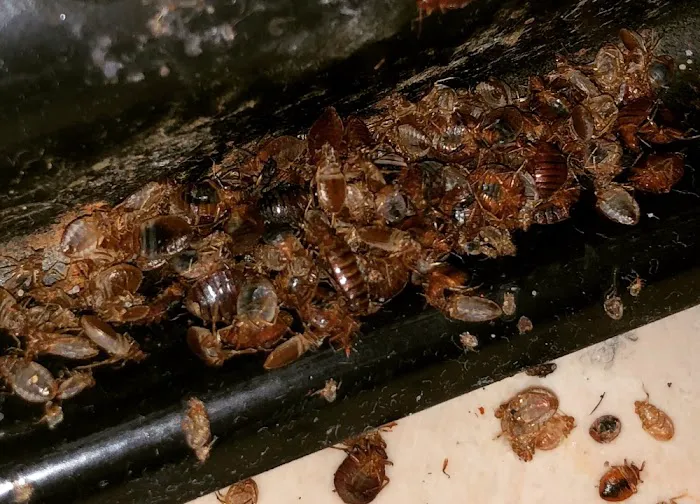 Bucktown Pest Control Solutions Picture 6