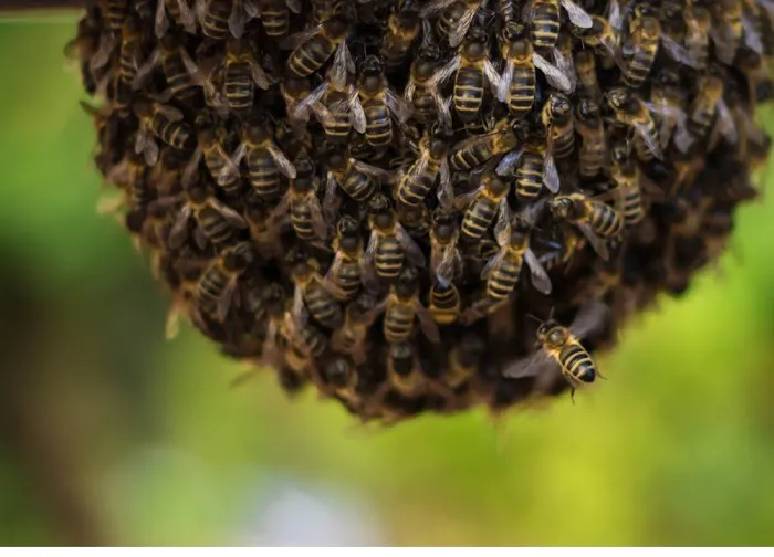 Bucktown Pest Control Solutions Picture 3