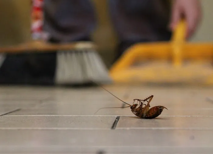 Bucktown Pest Control Solutions Picture 5