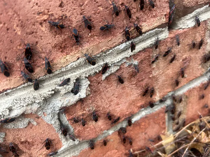 ClearDefense Pest Control Picture 6