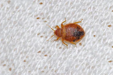 Eco Bed Bug Greensboro Picture 5