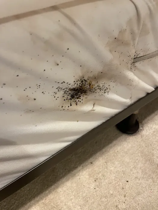 Eco Bed Bug Greensboro Picture 1