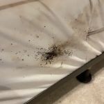 Eco Bed Bug Greensboro