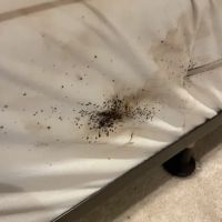 Eco Bed Bug Greensboro ico