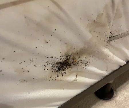 Eco Bed Bug Greensboro