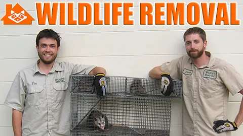 Wildlife Removal Greensboro Picture 9