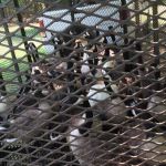 Wildlife Removal Greensboro