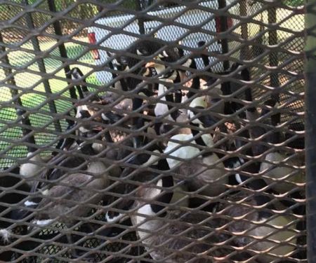 Wildlife Removal Greensboro