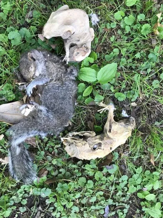 Wildlife Removal Greensboro Picture 5