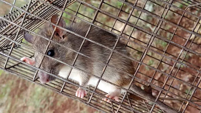 Wildlife Removal Greensboro Picture 3
