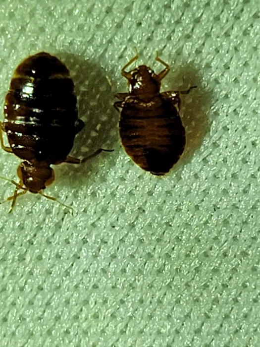 Truly Nolen Pest & Termite Control Picture 10
