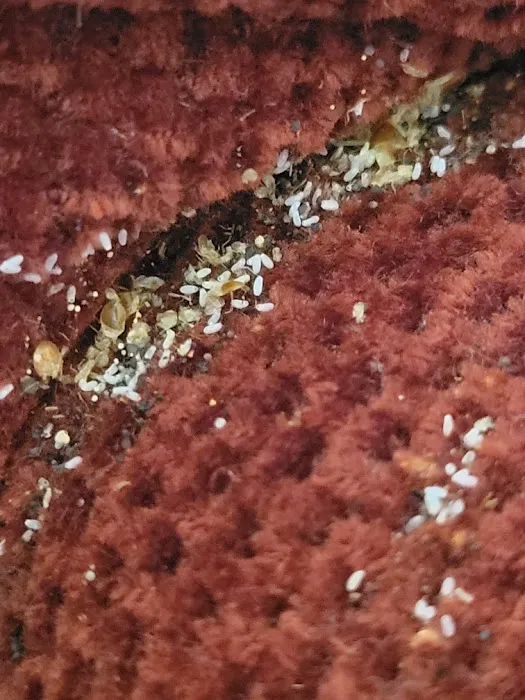 Truly Nolen Pest & Termite Control Picture 1