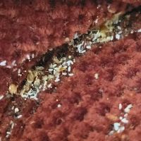 Truly Nolen Pest & Termite Control ico