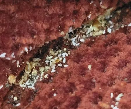 Truly Nolen Pest & Termite Control