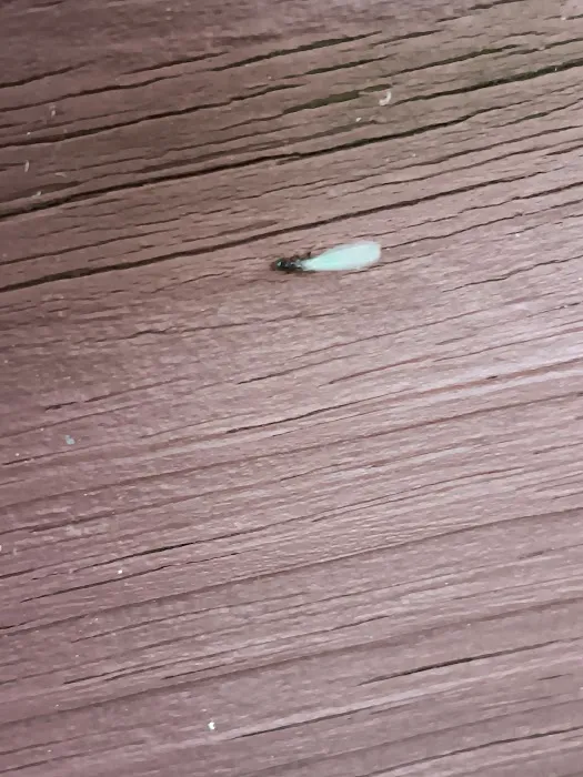 Truly Nolen Pest & Termite Control Picture 5