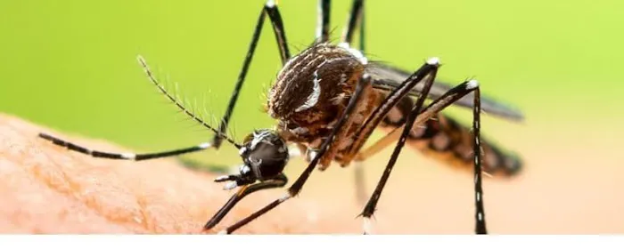 Pineland Pest Control Picture 4