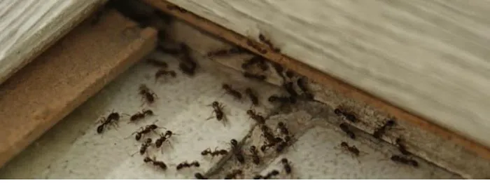 Pineland Pest Control Picture 1