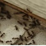 Pineland Pest Control
