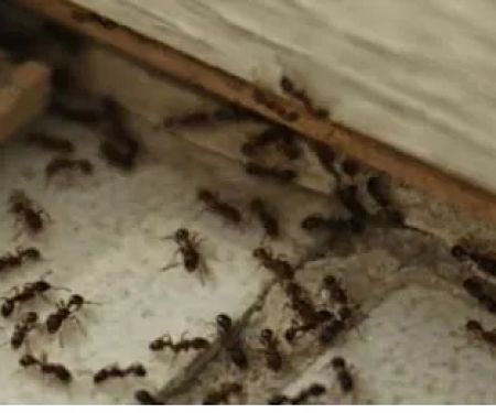 Pineland Pest Control