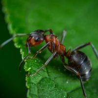 Eco Masters Pest Control ico