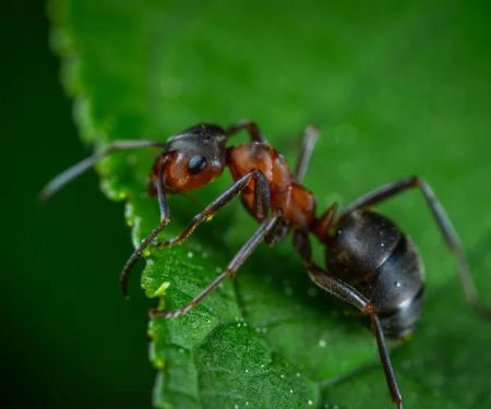 Eco Masters Pest Control