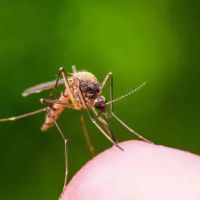 Sage Pest Control ico