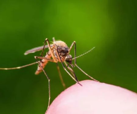 Sage Pest Control