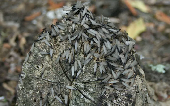 Sage Pest Control Picture 2