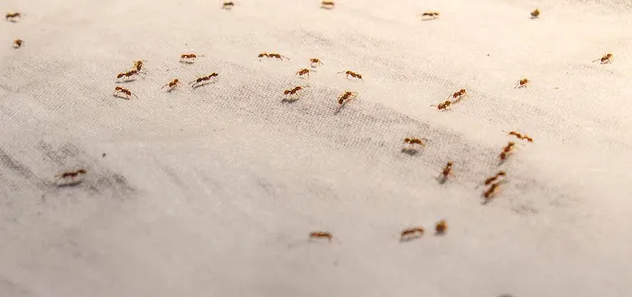 Sage Pest Control Picture 8