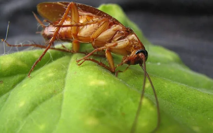 Sage Pest Control Picture 6