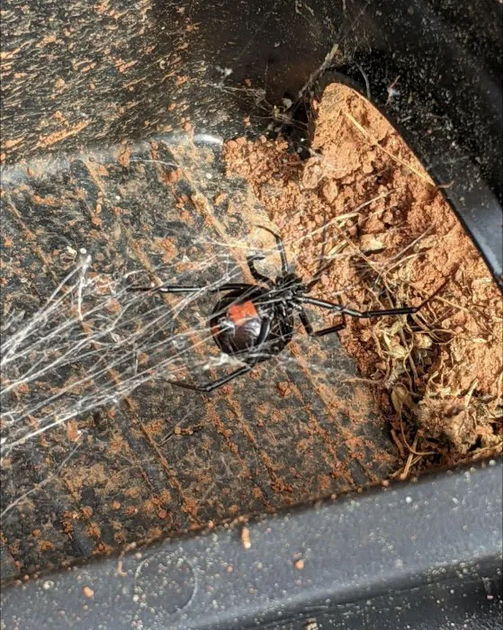 Pest-X Exterminating Picture 2