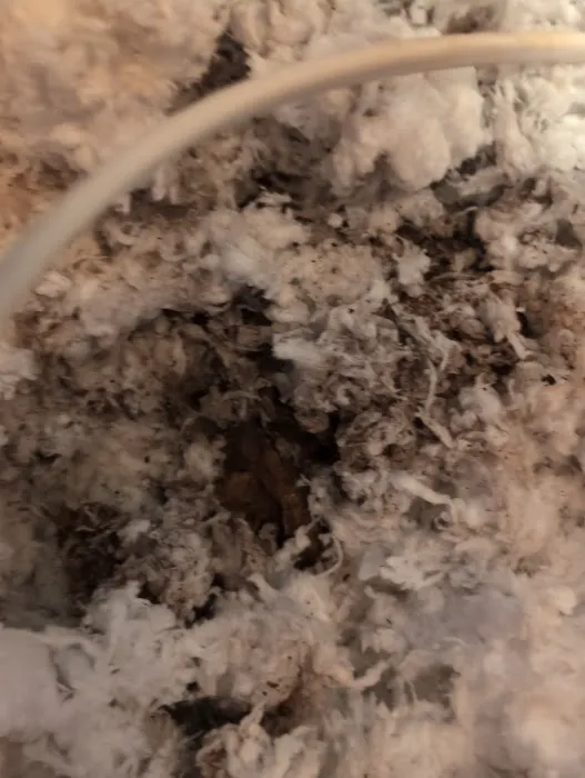 Home Paramount Pest Control Picture 3