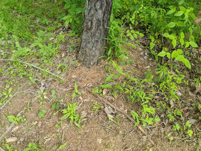Home Paramount Pest Control Picture 6