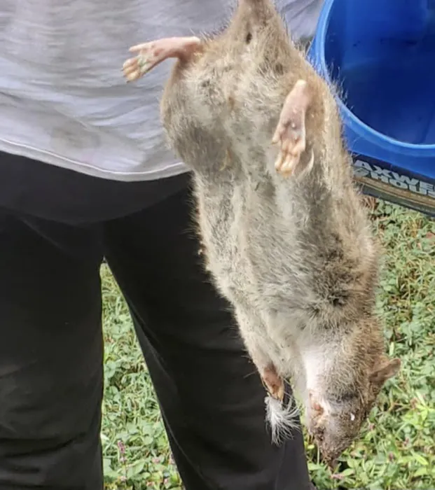 Go-Forth Pest Control Picture 2