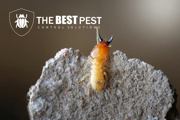 The Best Pest Control Solutions Picture 10