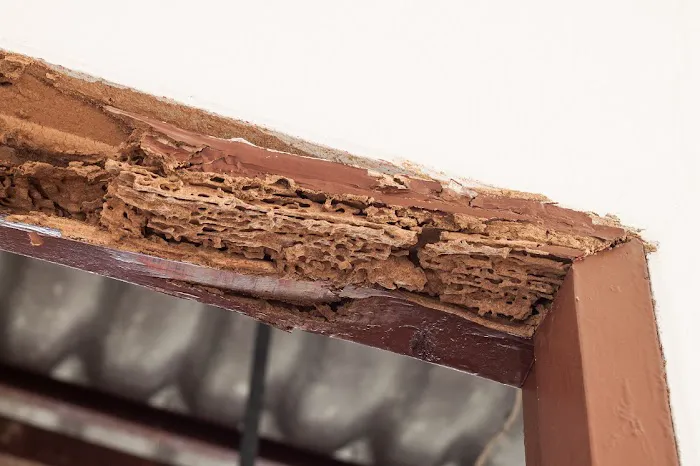 Brown Pest Control Picture 6