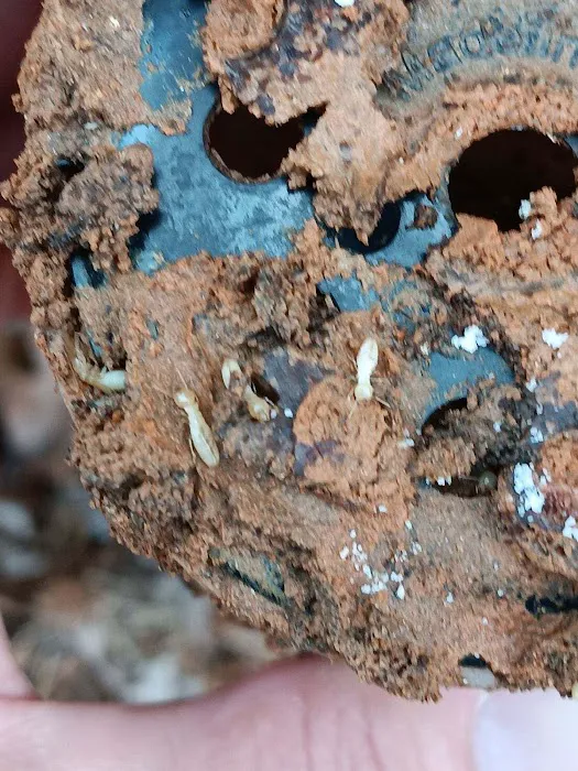 Truly Nolen Pest & Termite Control - Winston Salem Picture 9