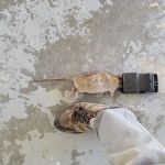 Truly Nolen Pest & Termite Control - Winston Salem