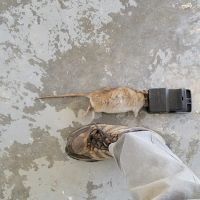 Truly Nolen Pest & Termite Control - Winston Salem ico